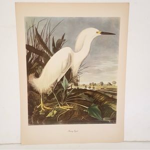 Vintage Audubon John James Birds of America Snowy Egret Lithograph Art Print